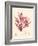 Red Botanical Study II-Kimberly Poloson-Framed Art Print