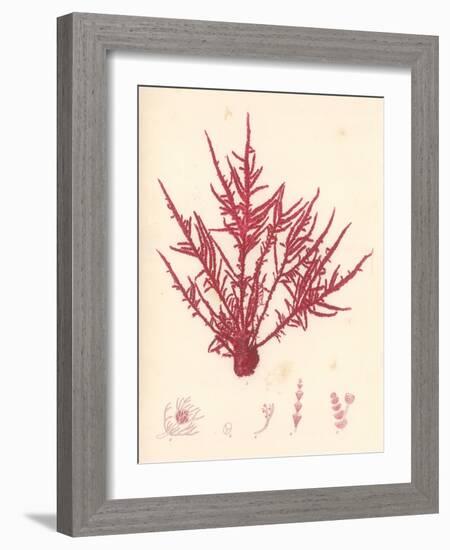 Red Botanical Study II-Kimberly Poloson-Framed Art Print