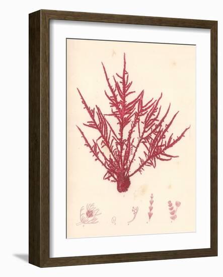 Red Botanical Study II-Kimberly Poloson-Framed Art Print