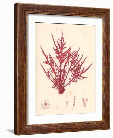 Red Botanical Study II-Kimberly Poloson-Framed Art Print