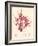 Red Botanical Study II-Kimberly Poloson-Framed Art Print