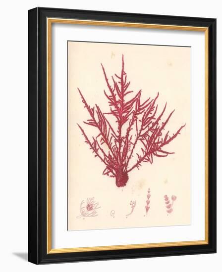 Red Botanical Study II-Kimberly Poloson-Framed Art Print