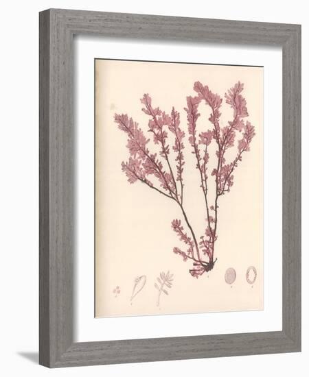 Red Botanical Study III-Kimberly Poloson-Framed Art Print