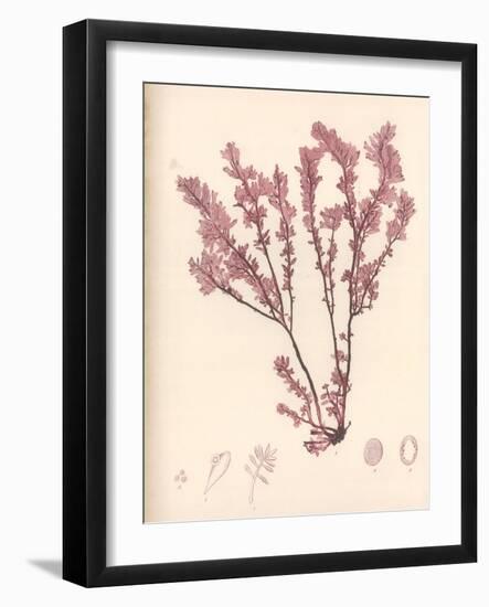 Red Botanical Study III-Kimberly Poloson-Framed Art Print