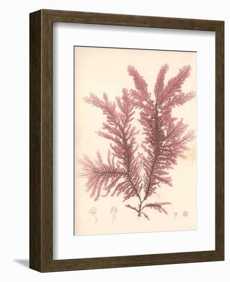 Red Botanical Study IV-Kimberly Poloson-Framed Art Print