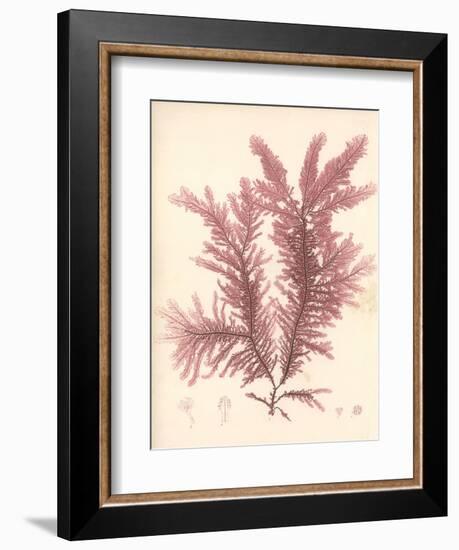 Red Botanical Study IV-Kimberly Poloson-Framed Art Print