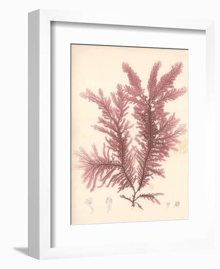 Red Botanical Study IV-Kimberly Poloson-Framed Art Print