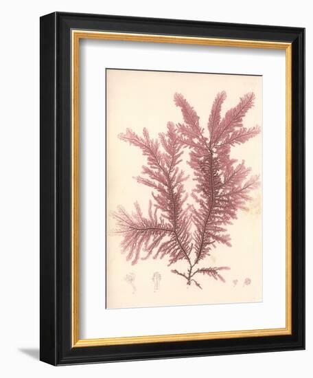 Red Botanical Study IV-Kimberly Poloson-Framed Art Print