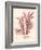 Red Botanical Study IV-Kimberly Poloson-Framed Art Print