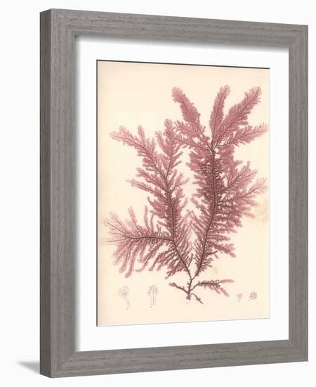 Red Botanical Study IV-Kimberly Poloson-Framed Art Print