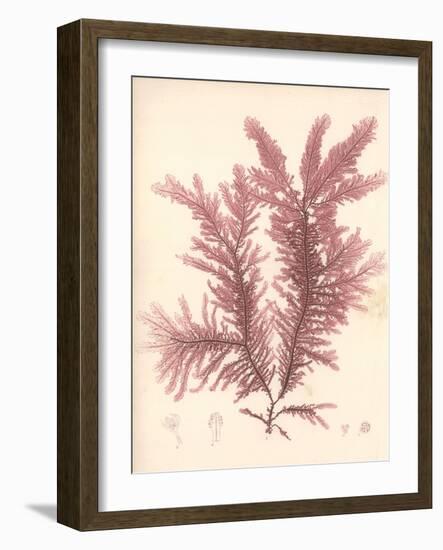 Red Botanical Study IV-Kimberly Poloson-Framed Art Print