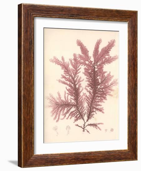 Red Botanical Study IV-Kimberly Poloson-Framed Art Print