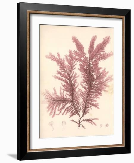 Red Botanical Study IV-Kimberly Poloson-Framed Art Print