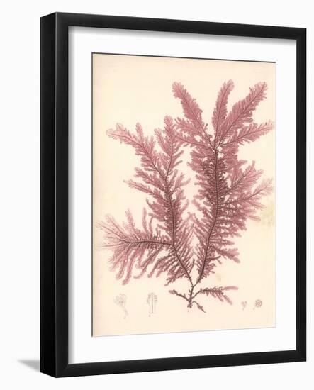 Red Botanical Study IV-Kimberly Poloson-Framed Art Print