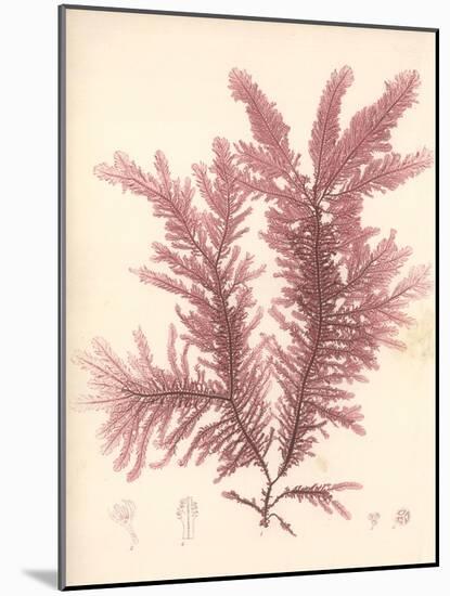 Red Botanical Study IV-Kimberly Poloson-Mounted Art Print