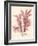 Red Botanical Study IV-Kimberly Poloson-Framed Art Print