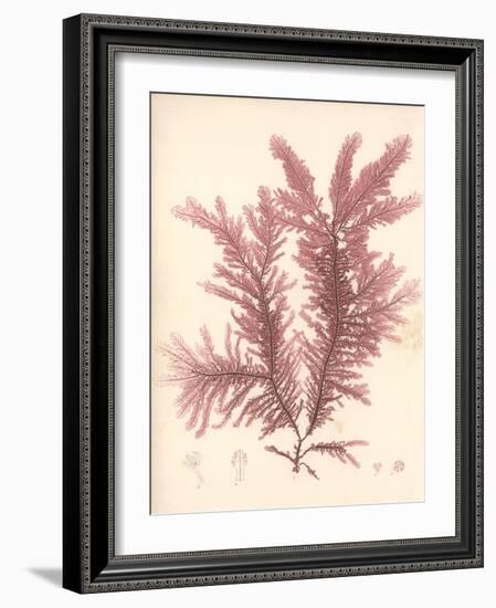 Red Botanical Study IV-Kimberly Poloson-Framed Art Print
