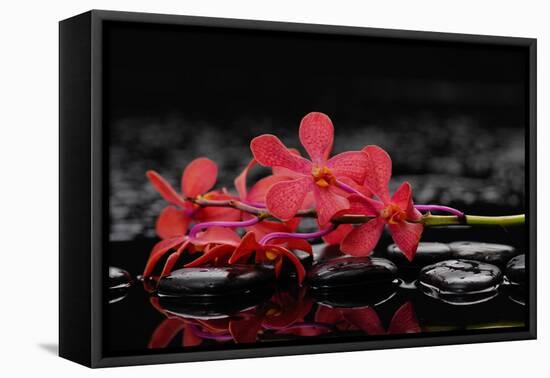 Red Branch Orchid Flower and Therapy Stones-crystalfoto-Framed Premier Image Canvas