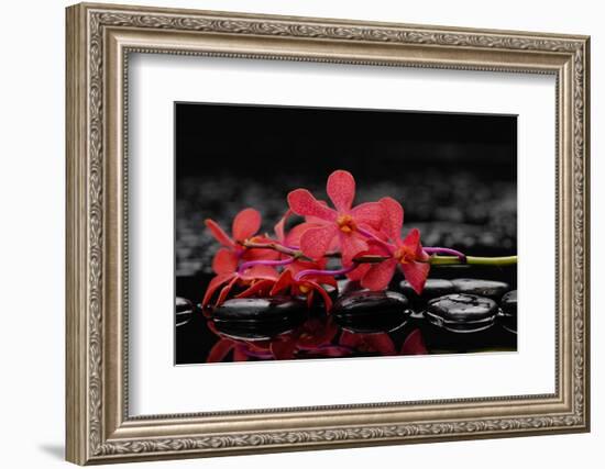 Red Branch Orchid Flower and Therapy Stones-crystalfoto-Framed Photographic Print