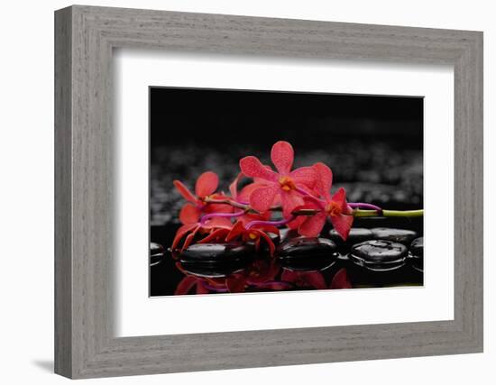 Red Branch Orchid Flower and Therapy Stones-crystalfoto-Framed Photographic Print