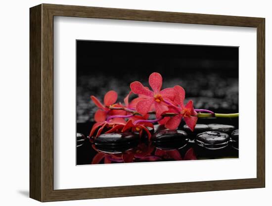 Red Branch Orchid Flower and Therapy Stones-crystalfoto-Framed Photographic Print