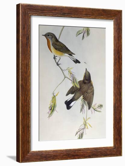 Red-Breasted Flycatcher (Ficedula Parva)-John Gould-Framed Giclee Print