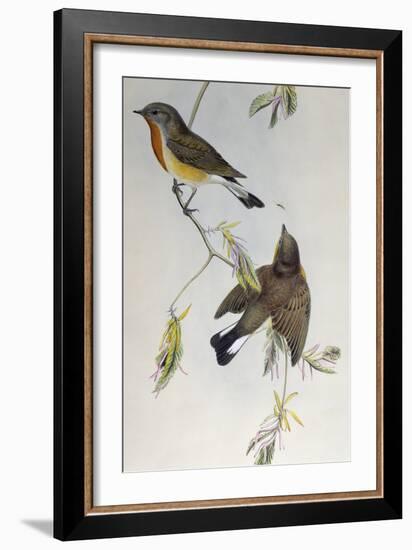 Red-Breasted Flycatcher (Ficedula Parva)-John Gould-Framed Giclee Print