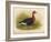 Red-Breasted Goose (Branta ruficollis), 1900, (1900)-Charles Whymper-Framed Giclee Print