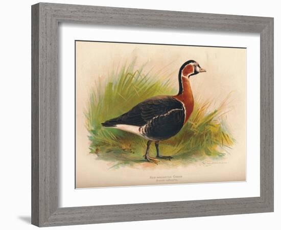 Red-Breasted Goose (Branta ruficollis), 1900, (1900)-Charles Whymper-Framed Giclee Print