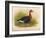 Red-Breasted Goose (Branta ruficollis), 1900, (1900)-Charles Whymper-Framed Giclee Print