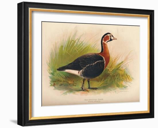 Red-Breasted Goose (Branta ruficollis), 1900, (1900)-Charles Whymper-Framed Giclee Print