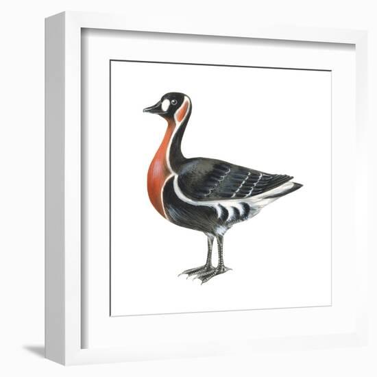 Red-Breasted Goose (Branta Ruficollis), Birds-Encyclopaedia Britannica-Framed Art Print