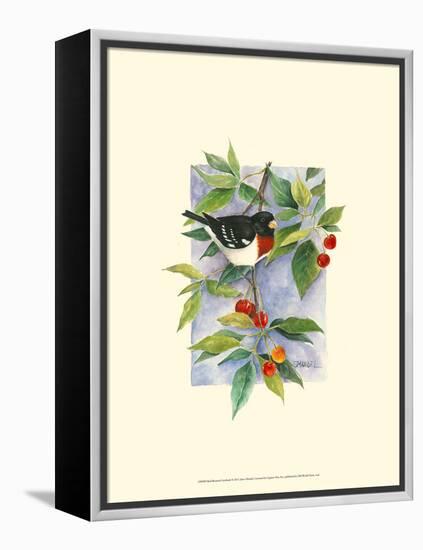 Red-Breasted Grosbeak-Janet Mandel-Framed Stretched Canvas