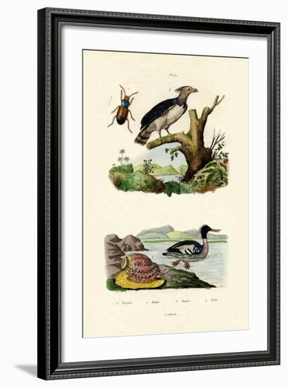 Red-Breasted Merganser, 1833-39-null-Framed Giclee Print