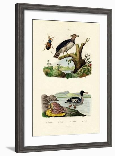 Red-Breasted Merganser, 1833-39-null-Framed Giclee Print