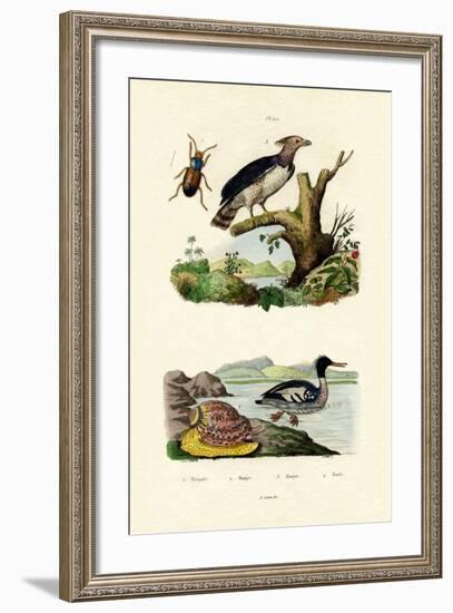 Red-Breasted Merganser, 1833-39-null-Framed Giclee Print