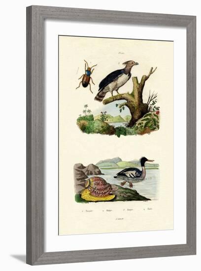 Red-Breasted Merganser, 1833-39-null-Framed Giclee Print