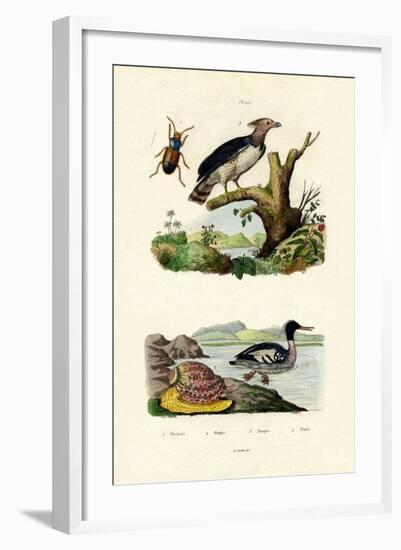 Red-Breasted Merganser, 1833-39-null-Framed Giclee Print