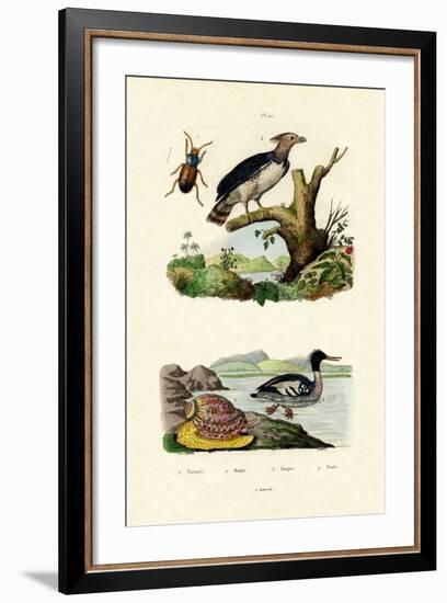 Red-Breasted Merganser, 1833-39-null-Framed Giclee Print