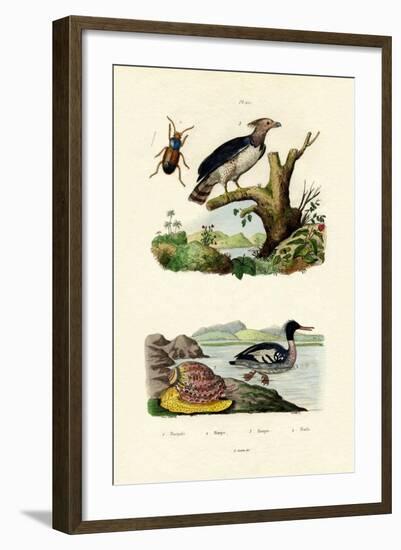 Red-Breasted Merganser, 1833-39-null-Framed Giclee Print