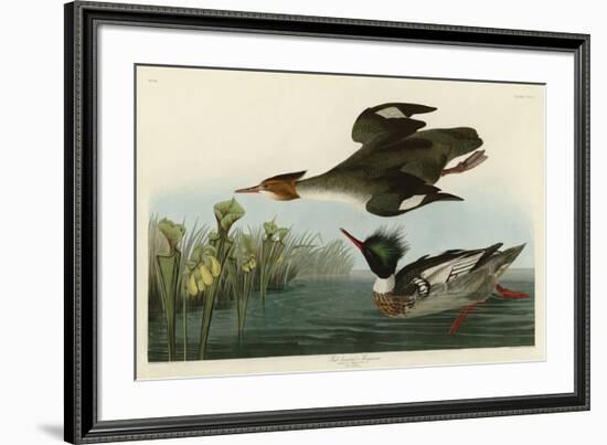 Red Breasted Merganser-John James Audubon-Framed Giclee Print