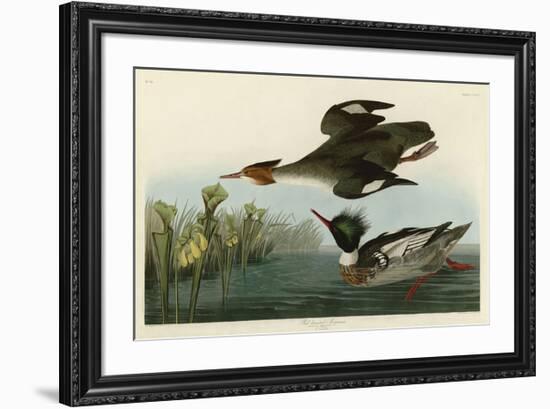 Red Breasted Merganser-John James Audubon-Framed Giclee Print