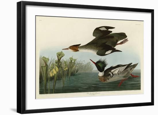 Red Breasted Merganser-John James Audubon-Framed Art Print