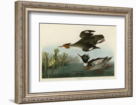 Red Breasted Merganser-John James Audubon-Framed Art Print