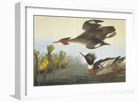 Red-Breasted Merganser-John James Audubon-Framed Art Print