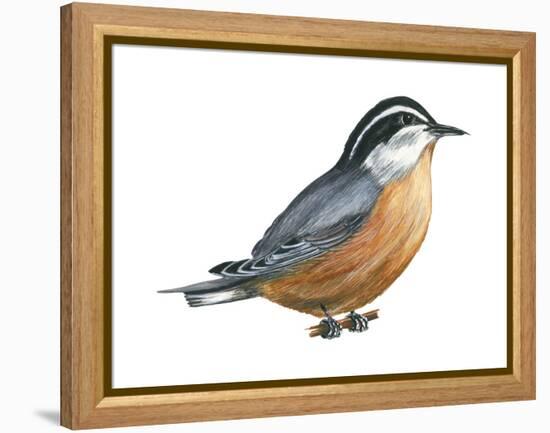 Red-Breasted Nuthatch (Sitta Canadensis), Birds-Encyclopaedia Britannica-Framed Stretched Canvas