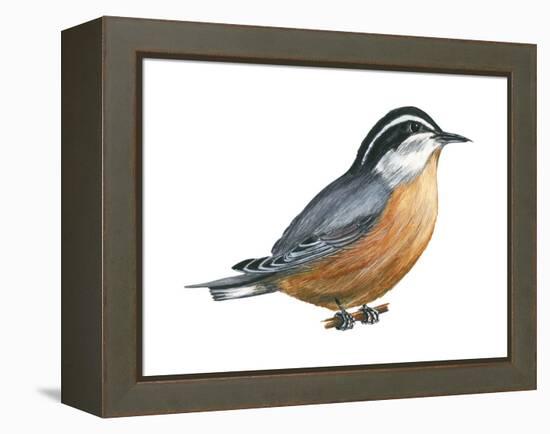 Red-Breasted Nuthatch (Sitta Canadensis), Birds-Encyclopaedia Britannica-Framed Stretched Canvas
