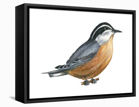 Red-Breasted Nuthatch (Sitta Canadensis), Birds-Encyclopaedia Britannica-Framed Stretched Canvas