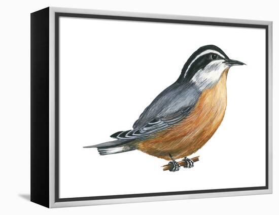 Red-Breasted Nuthatch (Sitta Canadensis), Birds-Encyclopaedia Britannica-Framed Stretched Canvas