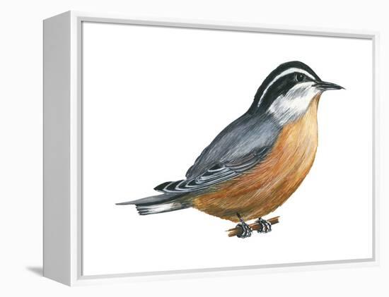 Red-Breasted Nuthatch (Sitta Canadensis), Birds-Encyclopaedia Britannica-Framed Stretched Canvas